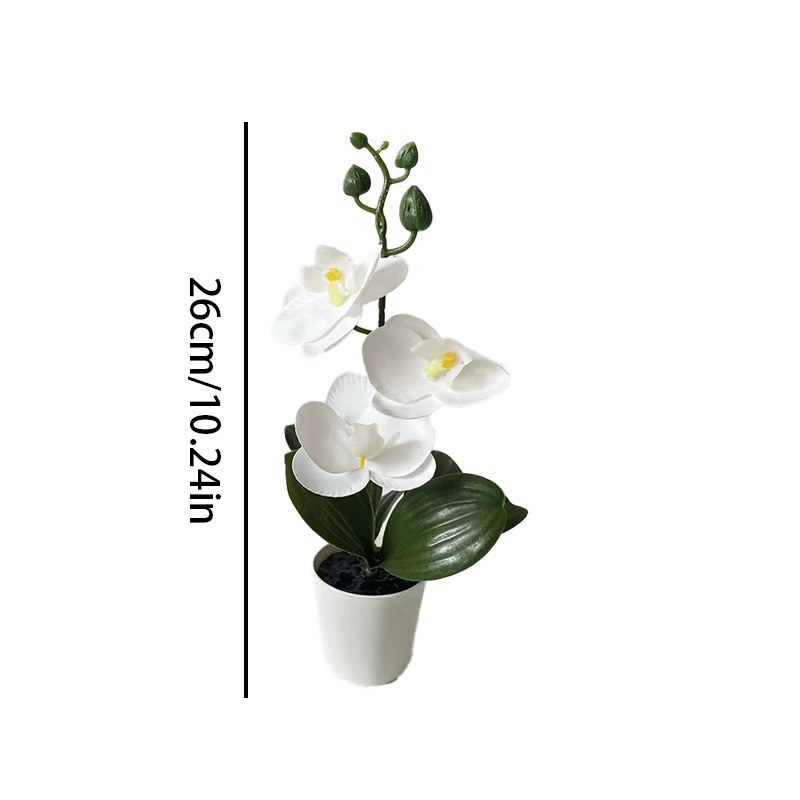 Mini Vlinderorchidee in pot me - Home Decor Minimal recensie en prijs